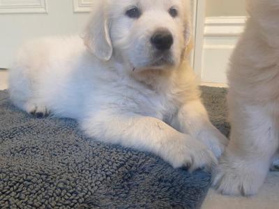 Male Golden Retriever Pups for sale