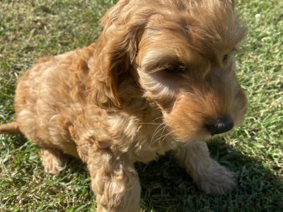 Golden Cockapoo