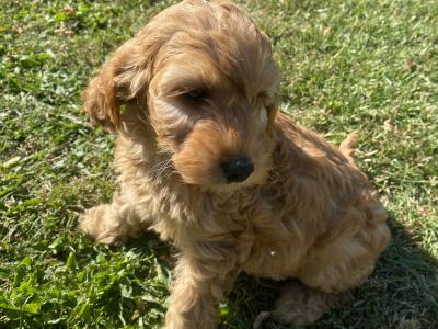 Golden Cockapoo
