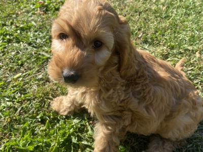 Golden Cockapoo