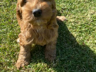 Golden Cockapoo