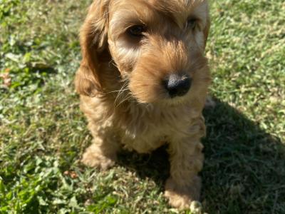 Golden Cockapoo