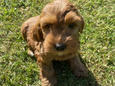 Golden Cockapoo