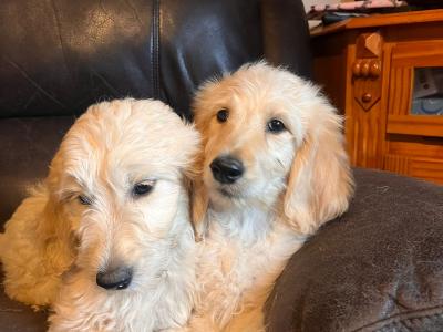 Adorable Golden Doodles !!