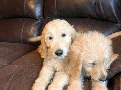 Adorable Golden Doodles !!