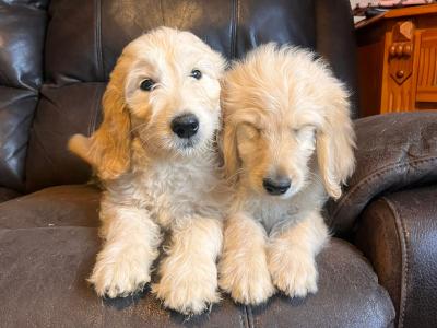 Adorable Golden Doodles !!