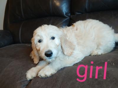 Adorable Golden Doodles !!