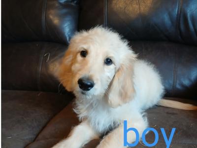 Adorable Golden Doodles !!