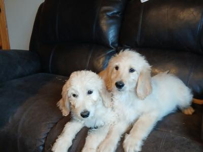 Adorable Golden Doodles !!