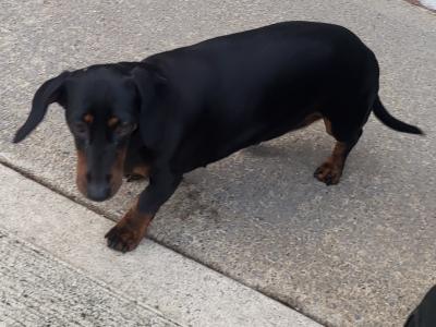 Mother and daughter dogs ikc registered