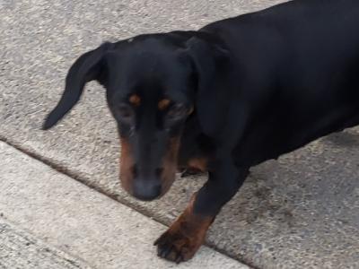 IKC Registered Mother and Daughter Dachshund dogs in Roscommon