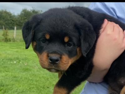 Stunning purebred IKC Registered(pending) Rottweiler puppies in Tipperary