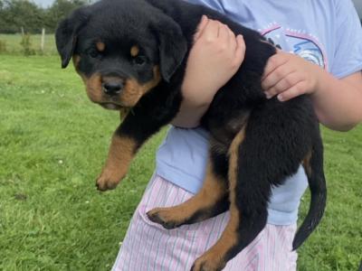 Stunning pure breed Rottweiler pups (IKC pending)