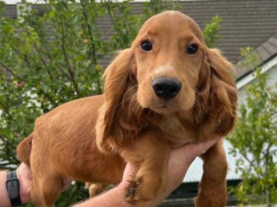 Cocker Spaniel puppies in Tyrone