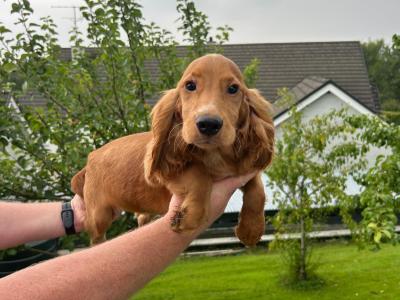 Cocker Spaniel Puppies