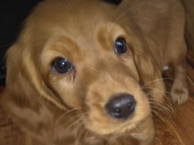 Cocker Spaniel  Male Left House Raised Puppy's 🐶🐶 🐶