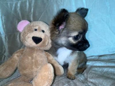 Publish Thursday, 07/08/2025- Beautiful Chihuahua Female Long Haired