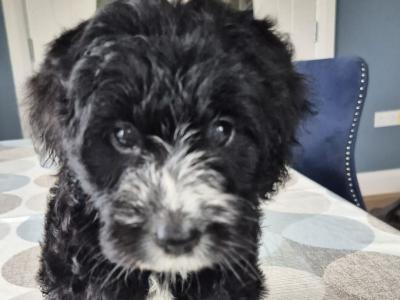 First Generation Bordoodle puppies for sale in Cork