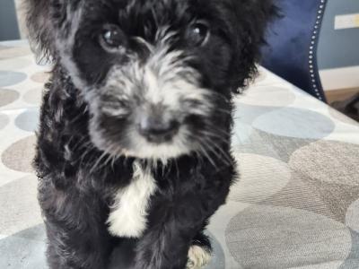 First Generation Bordoodle puppies for sale