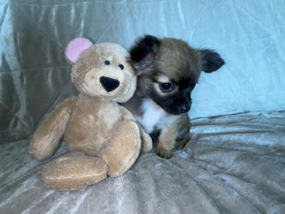 Publish Thursday, 07/08/2025- Beautiful Chihuahua Female Long Haired