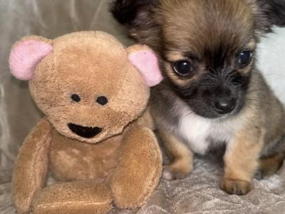 Publish Thursday, 07/08/2025- Beautiful Chihuahua Female Long Haired