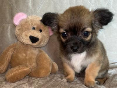 Beautiful female Chihuahua puppy 3 months old in Tipperary