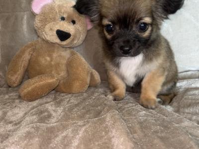 Publish Thursday, 07/08/2025- Beautiful Chihuahua Female Long Haired