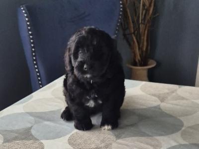 First Generation Bordoodle puppies for sale