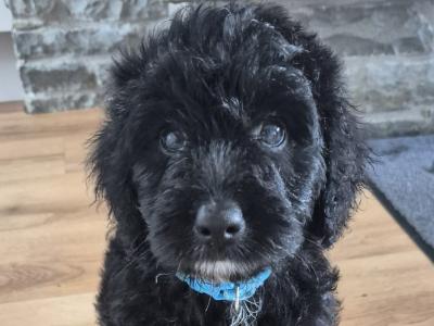 First Generation Bordoodle puppies for sale