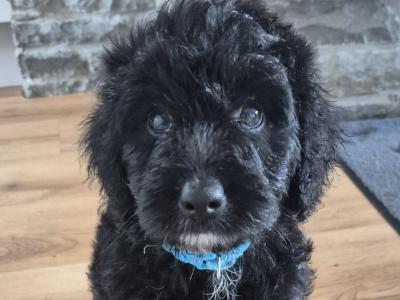 First Generation Bordoodle puppies for sale in Cork