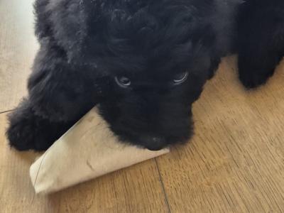 First Generation Bordoodle puppies for sale