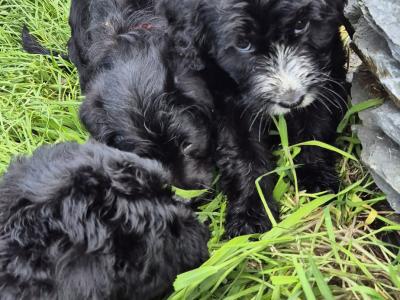 First Generation Bordoodle puppies for sale
