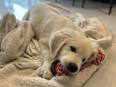 Last One!! *Toilet trained* Fabulous male Golden Retriever puppy