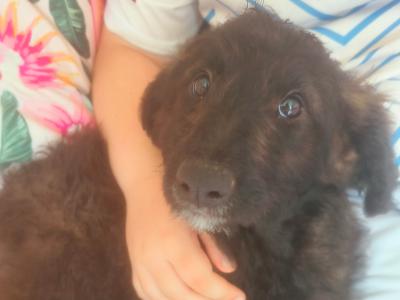 Springerdoodle puppies (Springer Spaniel x Poodle) in Wexford