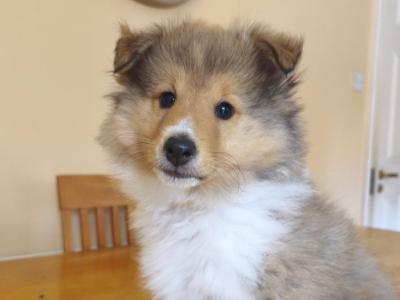 IKC Registered Shetland Sheepdog puppies for sale in Louth