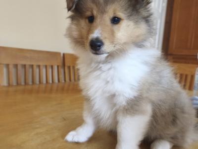 Shetland Sheepdog puppies for sale in Louth