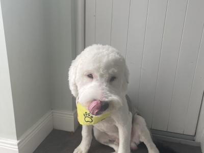 Beautiful male Old English Sheepdog puppy 8 months old in Cavan