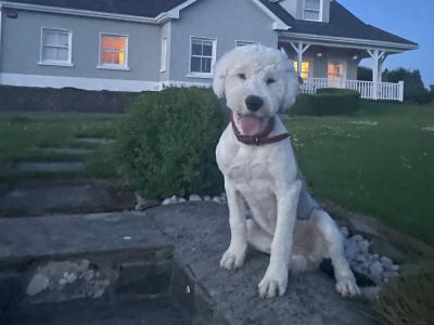 Beautiful male Old English Sheepdog puppy 8 months old in Cavan