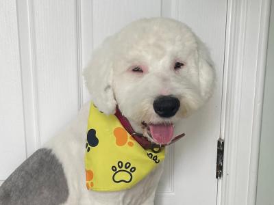 Beautiful male Old English Sheepdog puppy 8 months old in Cavan