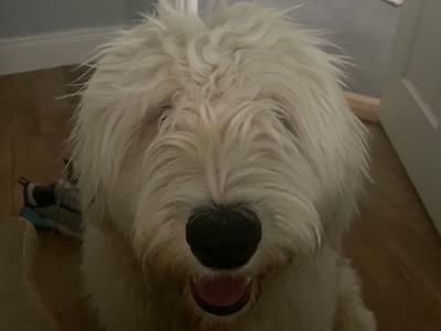 Beautiful male Old English Sheepdog puppy 8 months old in Cavan