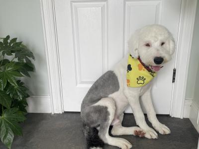 Beautiful male Old English Sheepdog puppy 8 months old in Cavan
