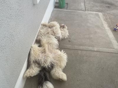 Beautiful male Old English Sheepdog puppy 8 months old in Cavan