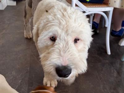 Beautiful male Old English Sheepdog puppy 8 months old in Cavan
