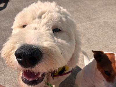 Beautiful male Old English Sheepdog puppy 8 months old in Cavan