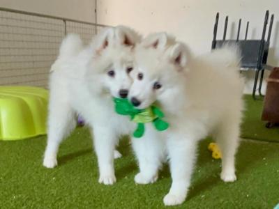 Samoyed puppies in Fermanagh - actual teddy bears 0871486601