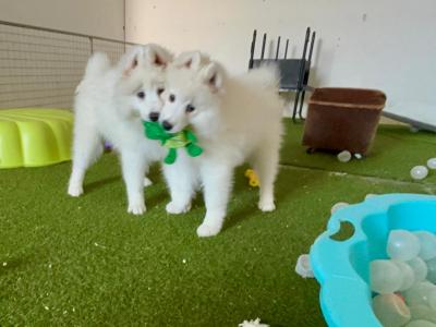 Samoyed puppies in Fermanagh - actual teddy bears 0871486601