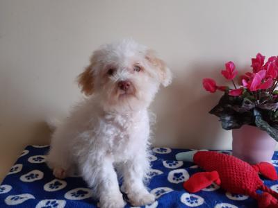 Gorgeous Cavachon/Bichon puppy  🐶