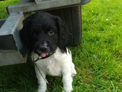 8 week old Springer Spaniel puppies in Westmeath. Very good Hunting Background