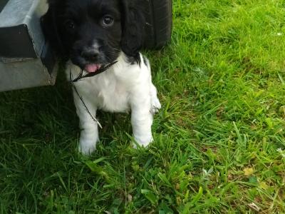8 week old springer pup's. Very good hunting background.