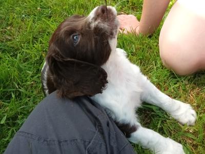8 week old springer pup's. Very good hunting background.